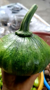 ฟักทองอ่อนเขียวเล็ก...2กิโลขึ้นไป