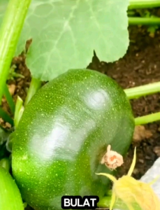 (KEMASAN PREMIUM) BIJI/BENIH TANAMAN ZUCCHINI BULAT HIJAU