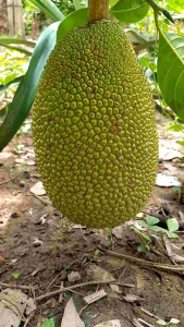 1kg ít non nấu nhiều món ngon