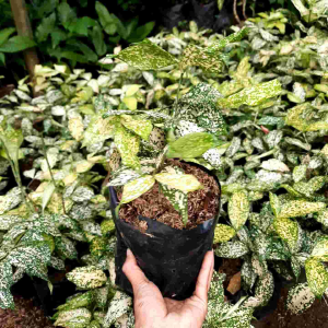 TANAMAN HIAS DRACENA FLORIDA BEAUTY / BIBIT TANAMAN DRACENA FLORIDA BAMBU HOKI