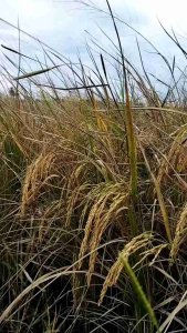 พันธุ์ข้าวหอมสยาม 1 ต้นเตี้ย