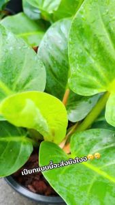 ต้นเศรษฐีรวยทรัพย์ พร้อมกระถาง