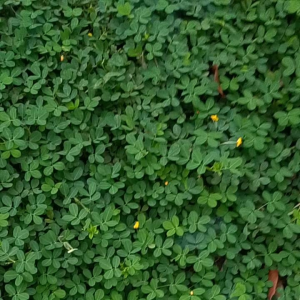 ARACHIS PINTHOI PER 100 BIBIT