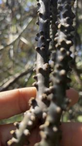 บอระเพ็ดสดสาระพัดประโยชน์นำลงดินปลูกได้เลย