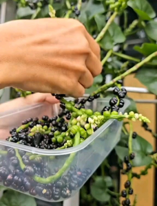 (KEMASAN PREMIUM) BIJI/BENIH TANAMAN BAYAM MALABAR | ANGKUNG (isi -+150 butir benih)