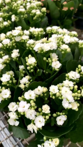 Tanaman Hias Hidup Bunga Calandiva Cocor Bebek Tahan Panas Calanchoe