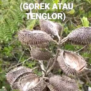 BENIH TANAMAN KALALOYANG | GOREK | KABIUL