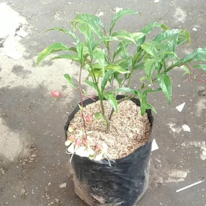 tanaman hias hidup clerodenrum nutans melati