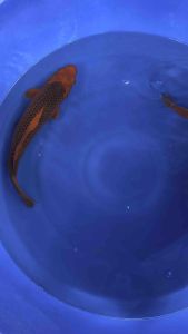 Japan Aka Matsuba 40cm from Marusei Farm ( high grade ) 1500 per koi
