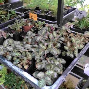 Cây Ấm Kiếm Episcia Silver Sheen – Cây Cảnh Mini Terrarium Tiểu Cảnh Paludarium