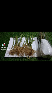 ต้นตำแยแมว เป็นสายทางร้านที่เหมาะสมสำหรับการผ่าตัดและเพิ่มประสิทธิภาพให้กับเนื้อเยื่อของคุณ การนำเสนอผลิตภัณฑ์ที่ทันสมัย เพื่อให้ผลการผ่าตัดที่สุดสำหรับการผู้ชาย