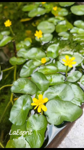 Live Plants for Aquatic (Cabomba caroliniana)@3stems per bundle