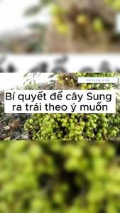 H1+B3 combo kích sung ra hoa và kích quả