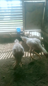telur ayam plucker berprestasiSempel anakan tulangan sangat bagus.pacek pensiun bk selatan win 7 kali dengan babon placker pilihan yg sangat bagus darahnya