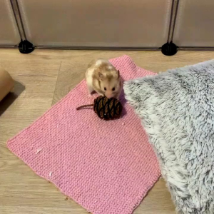 MAINAN GIGITAN HAMSTER PINECONE ( ISI 5 PCS)