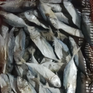 ikan asin kembung 1 kg Fress hasil langsung dari laut terdekat size jumbo. benar2 kering bukan basah ya