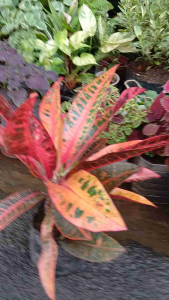 Fire Orange Croton Live Plant in Polybag Multi-colored Foliage Orange Red Yellow Green Evergreen Shrub