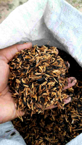 Media Tanam Sekam Sangrai (Dalam Kemasan 1 kg)