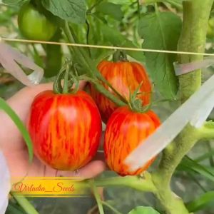 [Virladia Seeds] Biji Benih tanaman Tomat unik Tigerella