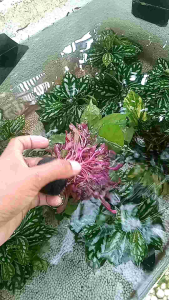 Tanaman Aquascape Bervarian jenis-Hiasan Akuarium