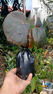Begonia Acetosa live plant (in 3.5x3.5x8" polybag)