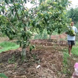 Bibit alpukat aligator super