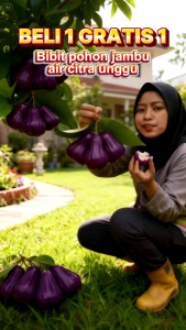 BIBIT TANAMAN JAMBU CITRA UNGU🌱Varietas Asli Bergaransi.Dapatkan Harga Bibit Jambu Air Citra Ungu Terbaik Dengan Kualitas Premium Cukup Umur Akar Kuat.Sehat Dan Siap Tanam. Bibit Pohon Buah Jambu Air ini Sudah Berbuah Semua  .Yuk Dicekout