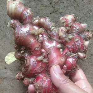 Jahe Merah 1kg 35.000