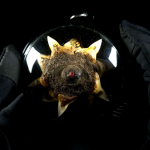 五方霸王天眼幸运星 Lucky Stay Lp Pinak - Lazada