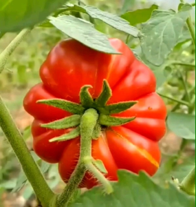 Biji/Benih Tanaman Tomat Mawar F1: Tanaman Tomat Cocok untuk Taman