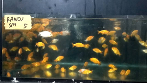 ikan mas koki rancu ( SM)