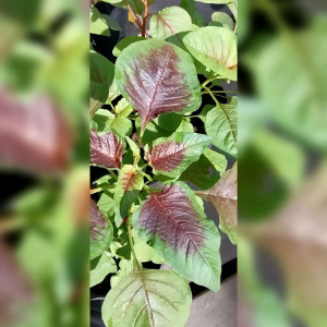 BENIH BAYAM BATIK IMPORT (KEMASAN ORIGINAL)