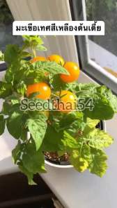 เมล็ดพันธุ์ มะเขือเทศ แคระสีเหลือง Rejina Tomato 59 นำเข้าจาก Micro Dwarf Tomato
