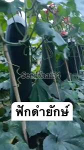 เมล็ดฟักดำยักษ์   ฟักเขียวเปลือกดำตอปิโด  30เมล็ด