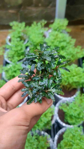 Buce media wabikusa aquascape