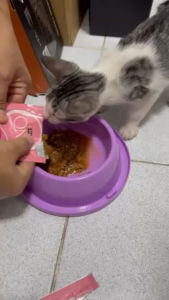 Purina One เพียวริน่าวัน 1.2kg. 😻😻(ขนาดกลาง)มี5 รสชาด