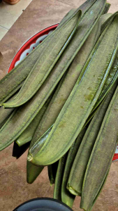 เพกาเก็บสดออแกนิค(บรรจุ250กรัม)