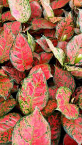 อัญมณีแดง ไม้มงคล อโกนีมา ส่งพร้อมกระถางดำ