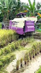 BIBIT PADI BENIH UNGGUL SR P08 UG KEMASAN 1 Kg