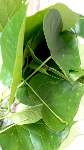 Daun brotowali patrawali per 10 lembar