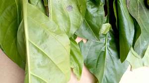 Daun  Cangkudu mengkudu segar 1 kilo