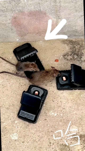 Jebakan Perangkap Tikus Black Mouse Sensitive Trap capitan tikus Hama