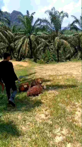 EGREK PALM KING ULTRA SIAP PAKAI TANPA ASAH Alat Pemangkasan Egrek Pruner Berkualitas Tinggi - Lazada