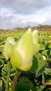 Bunga Teratai Lotus Putih Fresh 10 Tangkai