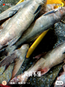 Deep sea wild scales深海野生顺风午鱼鱼鳞片sisik ikan kurau
