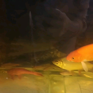 Kapas Filter Aquarium/Kapas Aquascape Kapas Penyaring Akuarium Ikan