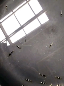 UDANG KRISTAL - PAKET UDANG HIAS AQUARIUM AQUASCAPE - UDANG RED BEE - UDANG BLACK BEE - UDANG HIAS AIR TAWAR - PEMBERSIH AQUARIUM - HIASAN AQUARIUM AQUASCAPE