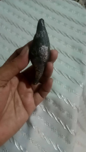 Koleksi Pusaka Kembang Kantil Asli