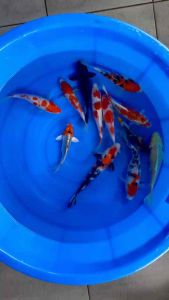 JAPAN KOI LOCAL BREED 6/7.5” HIGH GRADE 12pcs GOOD WEALTH COMBO at 1528 only + shipping 50 + MANY FREE GIFTS