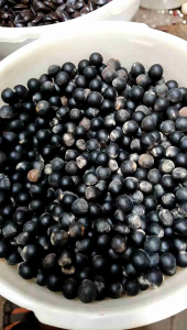 biji lerak - isi buah lerak - buah lerak - biji bibit lerak